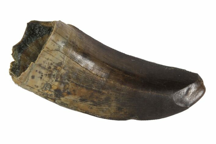 Serrated, Tyrannosaur Tooth - Judith River Formation, Montana #93116